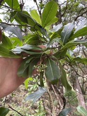Psychotria kaduana