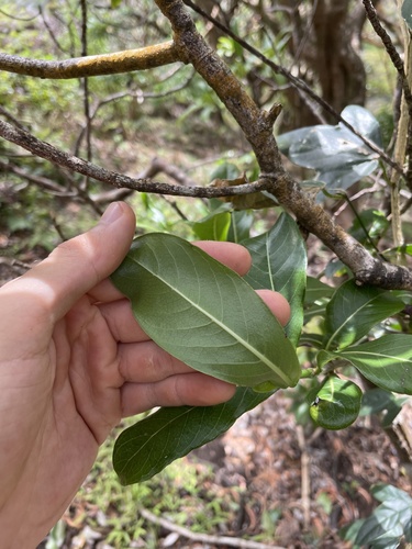 Psychotria kaduana