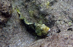 Plagiotremus ewaensis