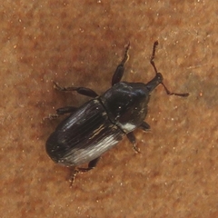 Maurobaris spoliata