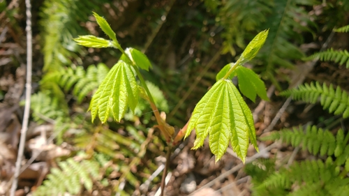 Acer circinatum