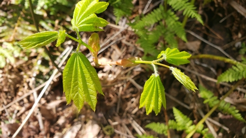 Acer circinatum