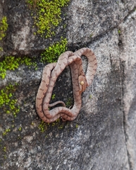 Boiga