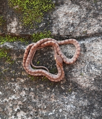Boiga