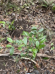 Diospyros sandwicensis