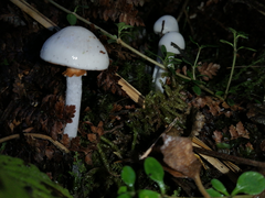 Cortinarius cycneus