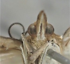 Hednota bivittella