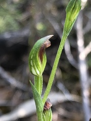 Pterostylis rubescens