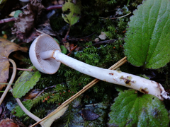 Cortinarius cycneus