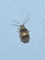 Monolepta bifasciata