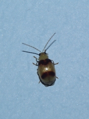 Monolepta bifasciata