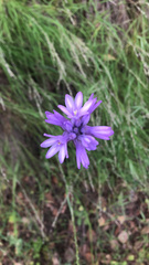 Dichelostemma