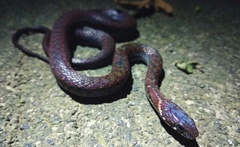 Hebius
