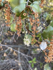 Prunus ilicifolia ilicifolia