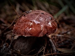 Sutorius australiensis