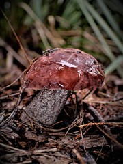 Sutorius australiensis