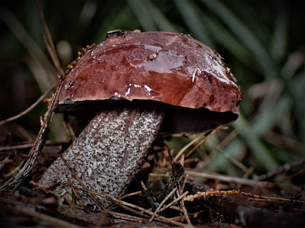 Sutorius australiensis