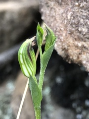 Pterostylis rubescens