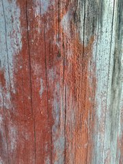 Trentepohlia umbrina