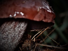 Sutorius australiensis