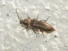 Cidnopus aeruginosus