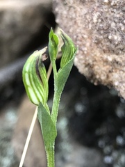Pterostylis rubescens