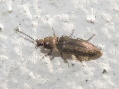 Cidnopus aeruginosus
