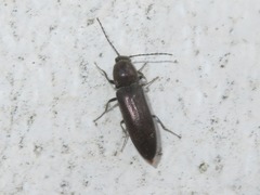 Cidnopus aeruginosus