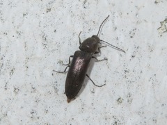 Cidnopus aeruginosus