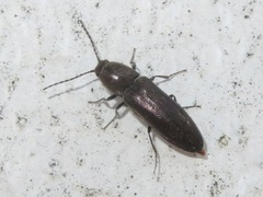 Cidnopus aeruginosus