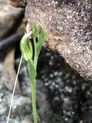 Pterostylis rubescens