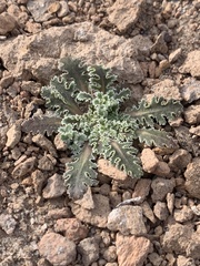 Glyptopleura marginata