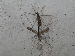 Tipula varipennis