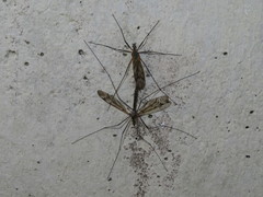 Tipula varipennis
