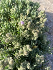 Spergularia macrotheca macrotheca