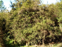 Coprosma quadrifida