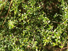 Coprosma quadrifida