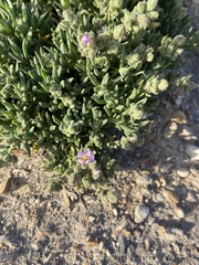 Spergularia macrotheca macrotheca