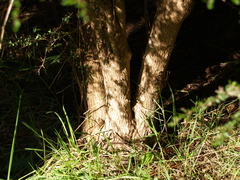 Coprosma quadrifida