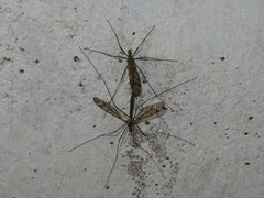 Tipula varipennis