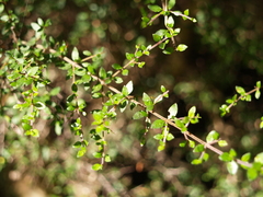 Coprosma quadrifida