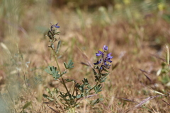 Lupinus succulentus