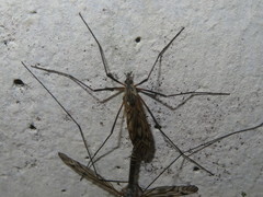 Tipula varipennis