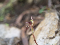 Chiloglottis reflexa