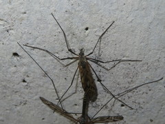 Tipula varipennis