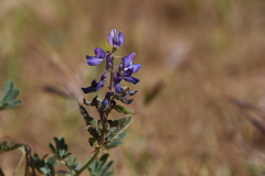 Lupinus succulentus