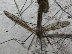 Tipula varipennis
