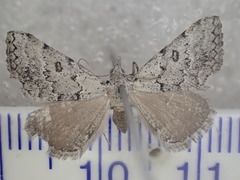 Dichromodes indicataria