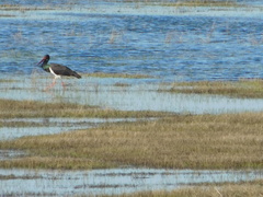 Ciconia nigra