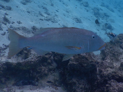 Lethrinus xanthochilus
